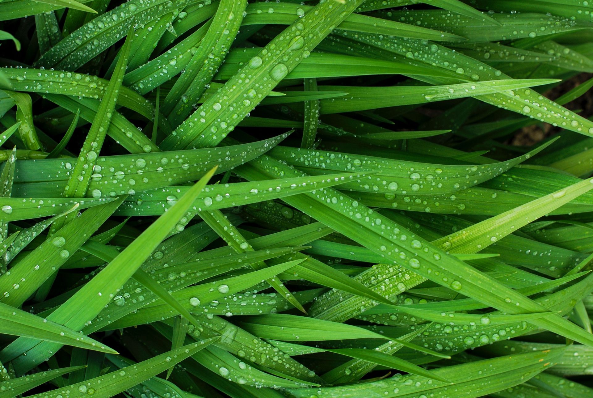 Garden leaves with raindrops