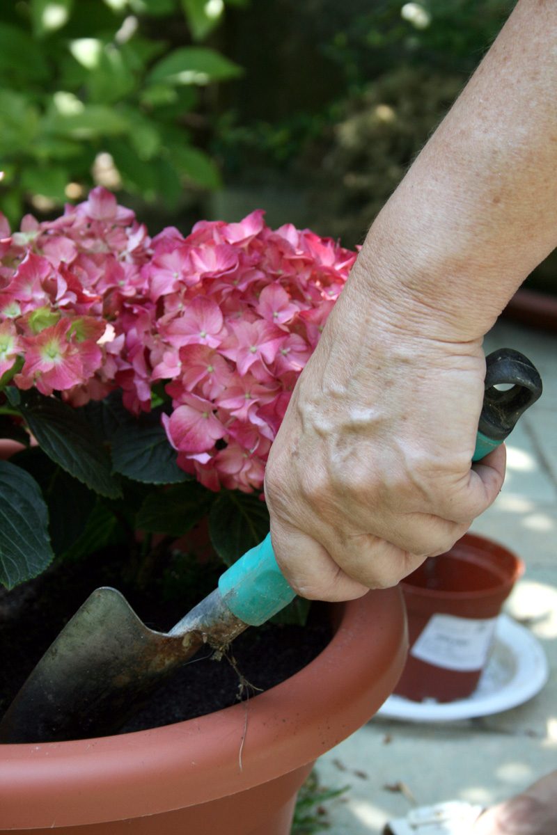 Hands working soil around a potted hydrangea